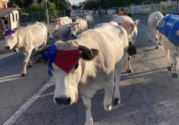 Sabato prossimo, 26 ottobre, verso le quattro del pomeriggio è previsto che si ripeta in centro città, passando per viale Concordia, in arrivo da via Rossana e verso via Braida, lo spettacolo della transumanza